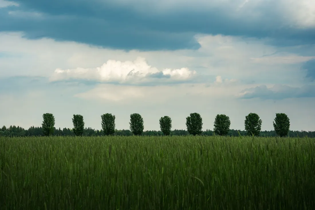 Reihe hoher Pappeln hinter einem grünen Getreidefeld unter einem wolkigen Sommerhimmel.